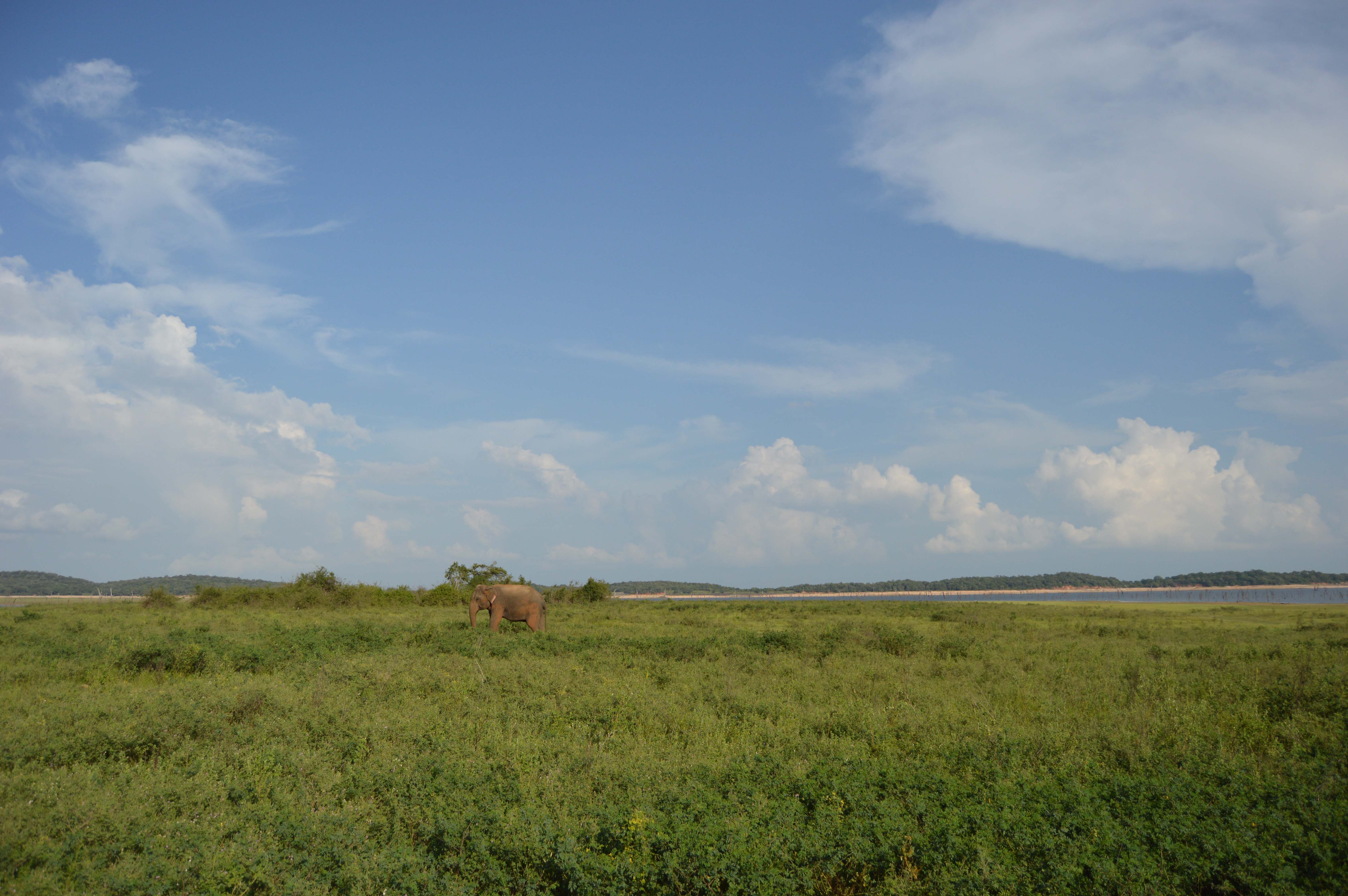 Prexmedia. Fotografia profesional. Mundo, viajes, aventuras, cultura, arte. Safaris Sri Lanka /Professional photography. World, travel, adventure, culture, art. Safaris Sri Lanka