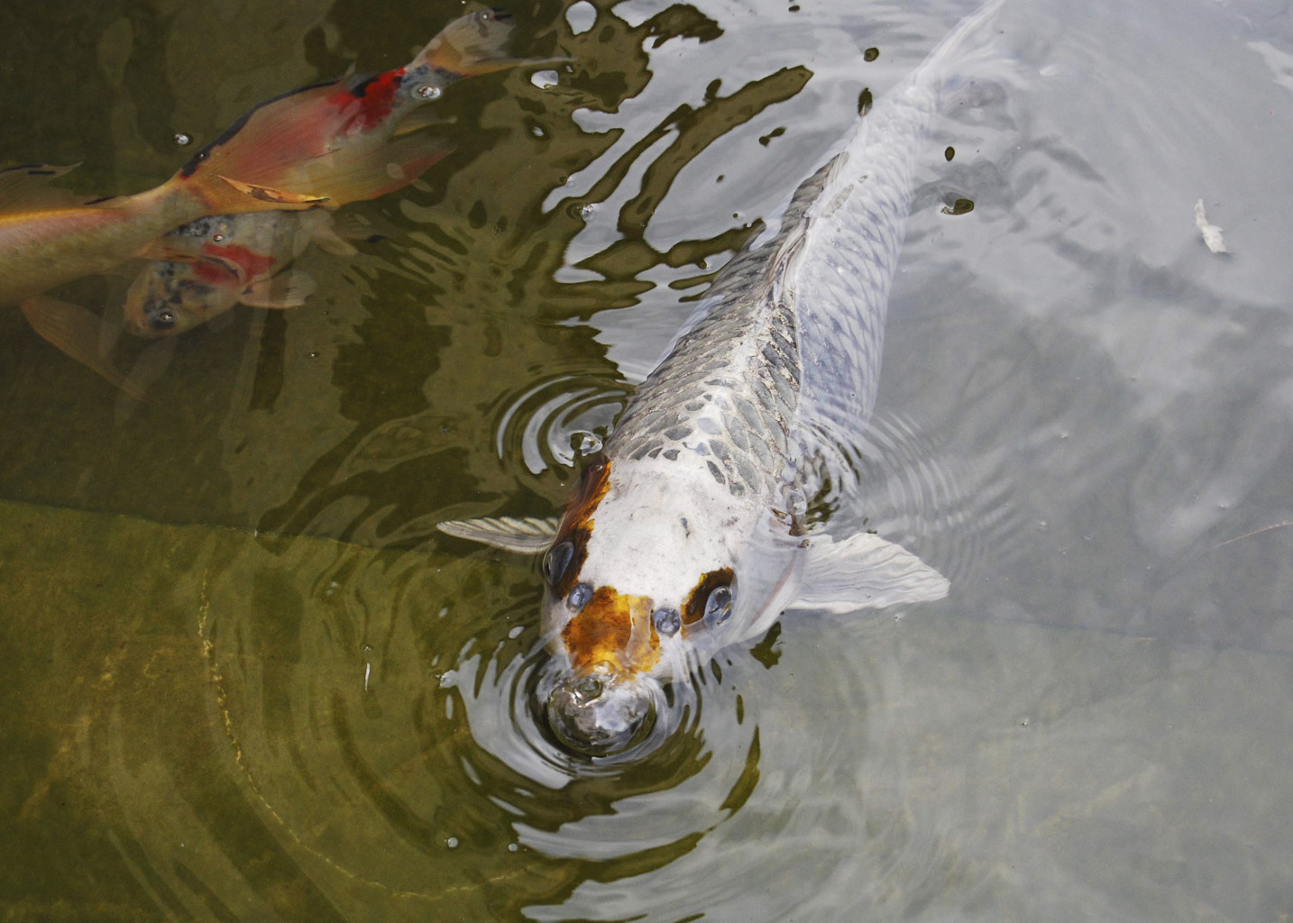 Prexmedia. Fotografia profesional. Portafolio Religioso. Peregrinaciones Tierra Santa. Israel. Jerusalen / Professional photography. Religious portfolio. Holy land pilgrimages. Jerusalem
