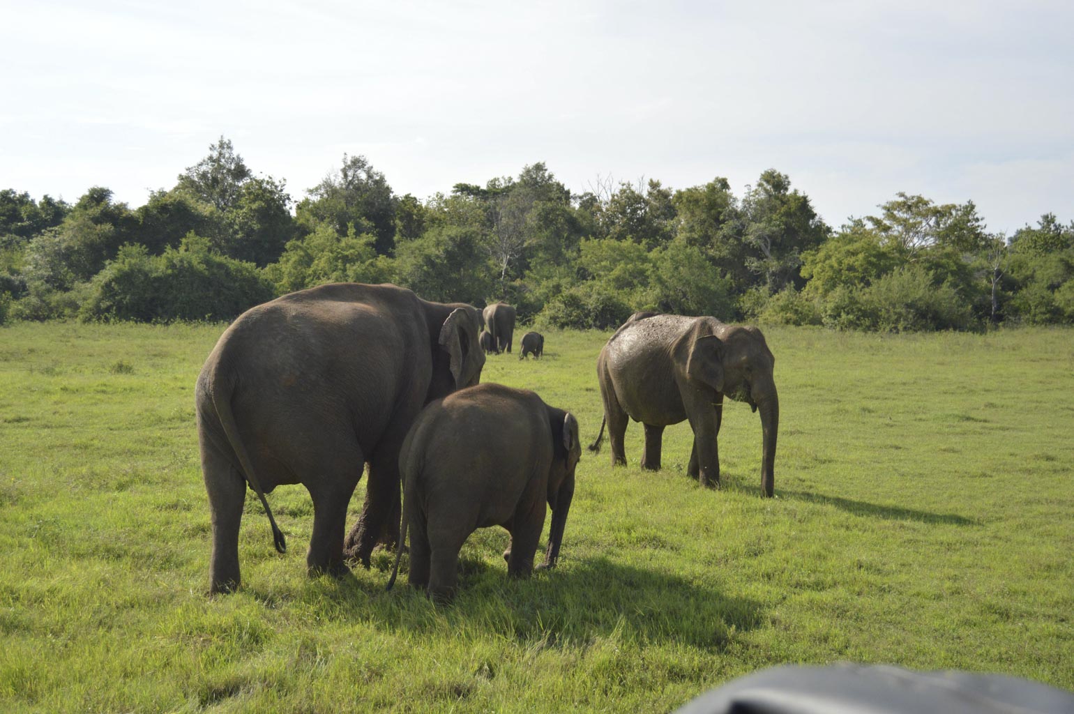 Prexmedia. Fotografia profesional. Mundo, viajes, aventuras, cultura, arte. Safaris Sri Lanka /Professional photography. World, travel, adventure, culture, art. Safaris Sri Lanka