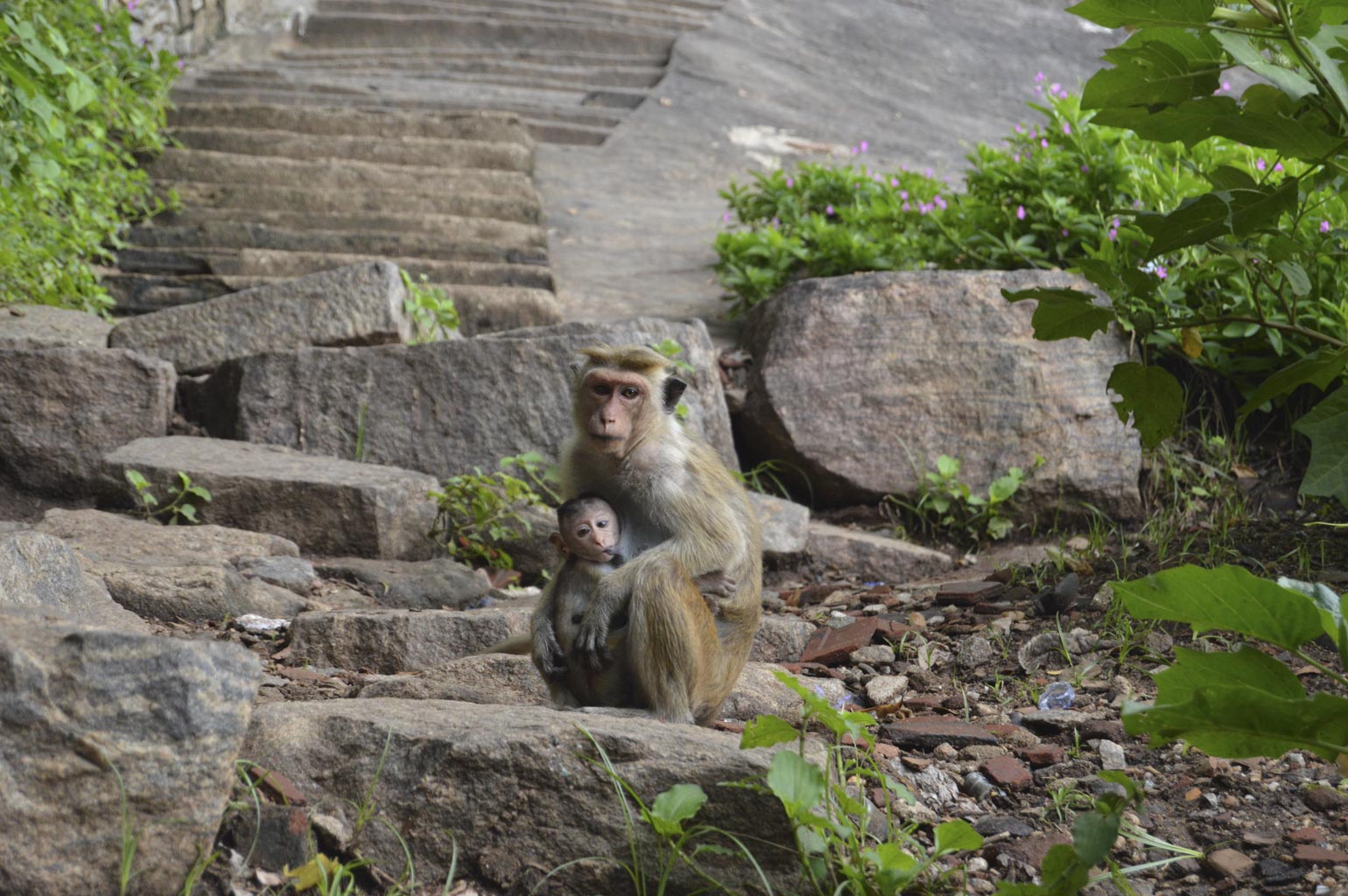 Prexmedia. Fotografia profesional. Mundo, viajes, aventuras, cultura, arte. Safaris Polonnaruwa /Professional photography. World, travel, adventure, culture, art. Safaris Polonnaruwa