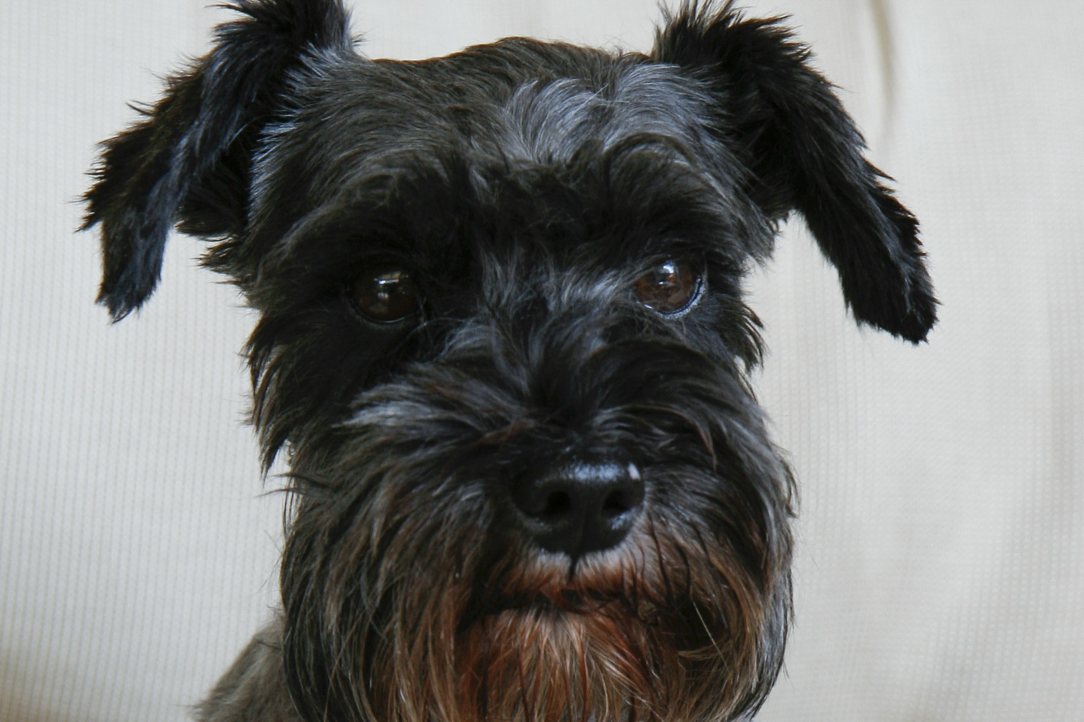 Prexmedia. Fotografía profesional. Social creada para de niños, ceremonias, bodas, comuniones, books, animales / Professional photography. Social created for children, ceremonies, weddings, communions, books, animals. Spain