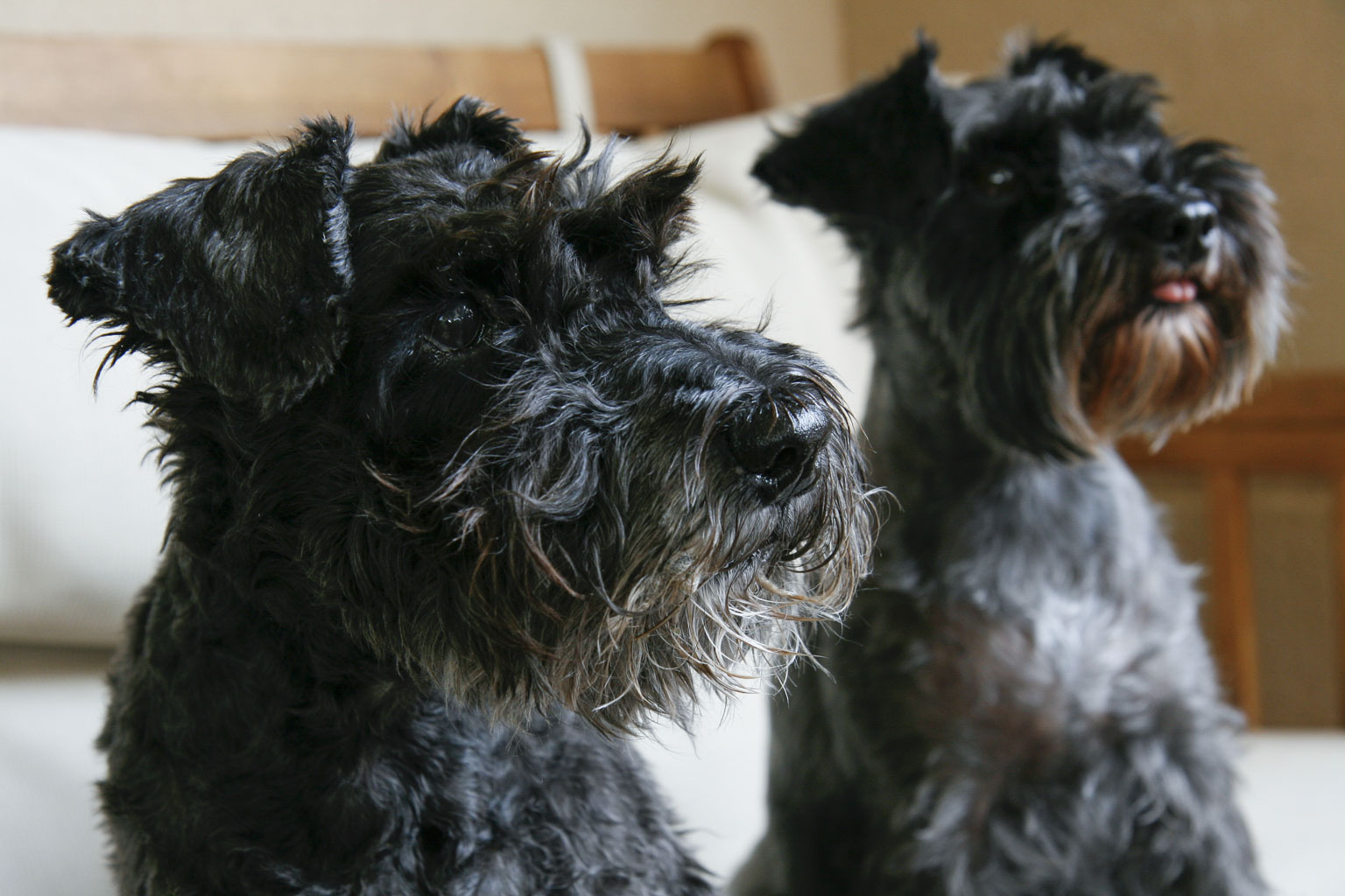 Prexmedia. Fotografía profesional. Social creada para de niños, ceremonias, bodas, comuniones, books, animales / Professional photography. Social created for children, ceremonies, weddings, communions, books, animals. Spain